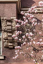 Südfassade: Stuckdetail an Kragträger und Magnolienblüten.