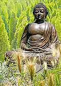 Buddha im Felde