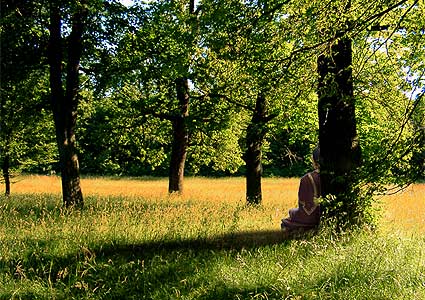 Buddha In The Fields