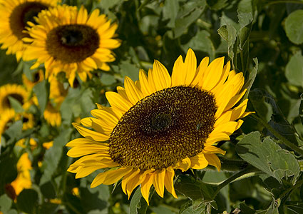 Sonnenblumen auf einem Feld in München-Denning