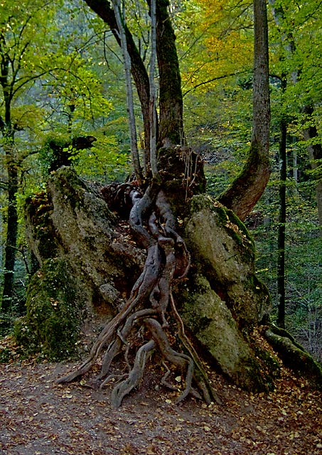 Felsenbaum - ein Baum w�chst auf einem Felsen am Weg im Kiental bei Andechs