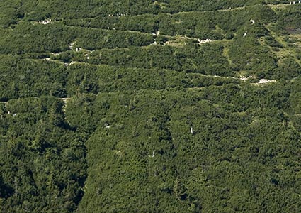 Wald aus Latschenkiefern am Herzogstand, Walchensee