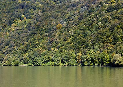 Hangwald im Donautal bei der Donauschlinge Schl�gen, �sterreich