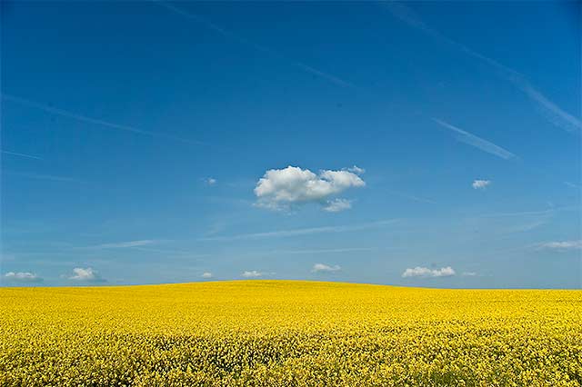 Der Himmel �ber bl�henden Rapsfeldern im Dachauer Land