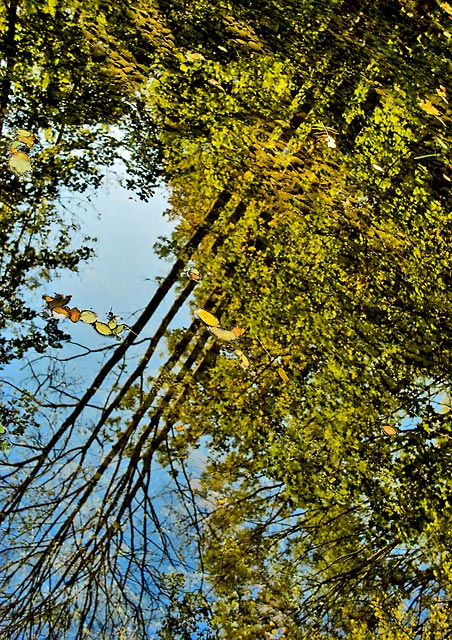 Frühherbst: B�ume spiegeln sich in einem Quellteich