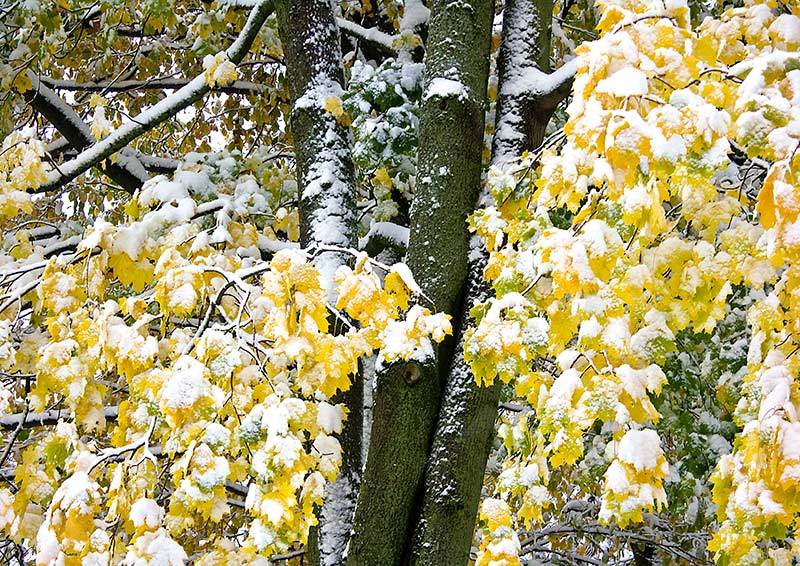 Noch tragen die B�ume Bl�tter - erster Schnee