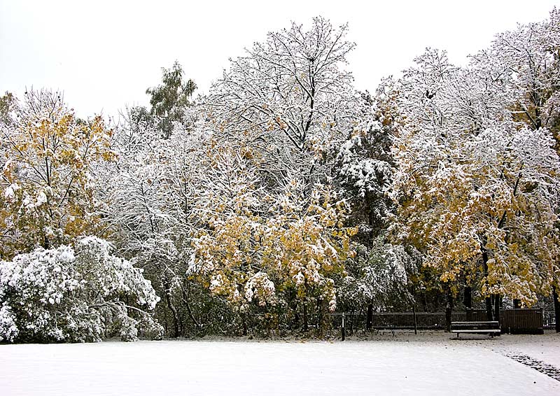 Herbstb�ume im Schnee