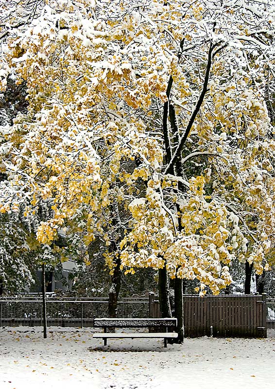 Ein Baum, eine Bank im Schnee.