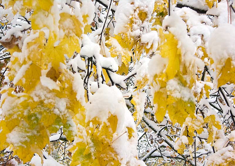 Schnee auf gelben Bl�ttern.