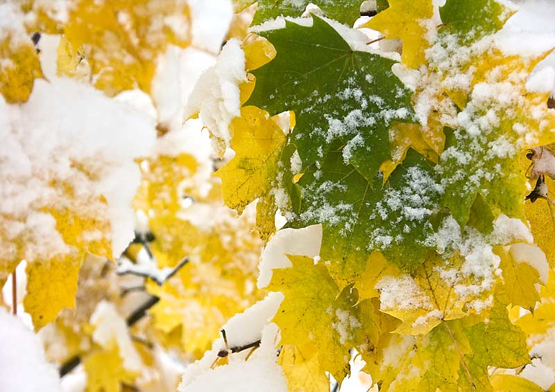 Schnee auf Herbstlaub.