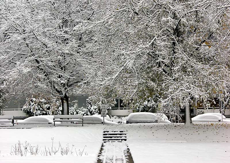 Winterb�ume und ein Weg im Schnee.