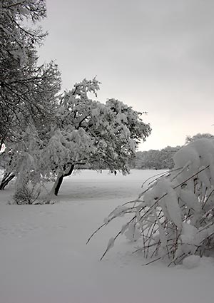 Von der Schneelast gebeugte B�ume im Englischen Garten