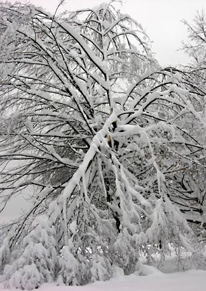 Geborstener Baum