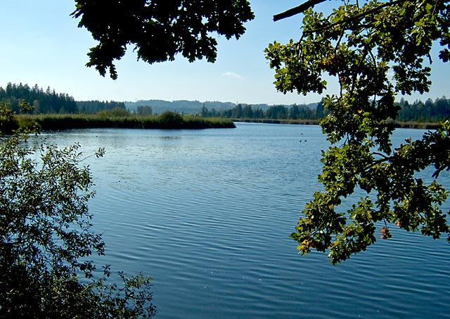 Der Maisinger See bei Starnberg - Blick vom Ostufer