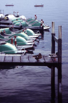 Luganer See, Lugano: Tretboote und Enten