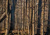 Baumst�mme im Winter vor der Bretterwand einer Scheune bei Denning