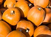 Eine Miete oranger Pumpkin-K�rbisse im Herbst - an der Münchner Stra�e s�dlich von Garching