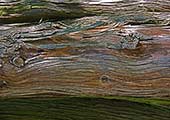 Rinde eines Lebensbaumes I auf der Roseninsel im Starnberger See