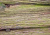 Rinde eines Lebensbaumes II auf der Roseninsel im Starnberger See