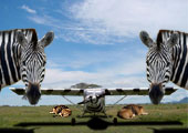 Serengeti - Fliegen in Afrika