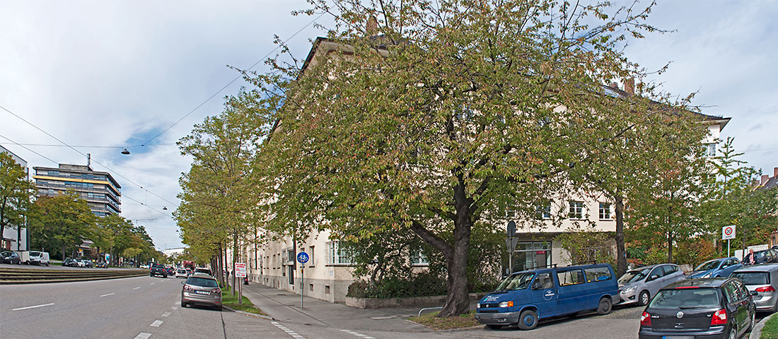 Panoramabild, dass den Beginn der Bebauung entlang der Arnulfstraße zeigt, von Osten aus gesehen.